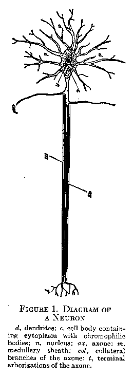 Figure 1 Diagram of A Neuron