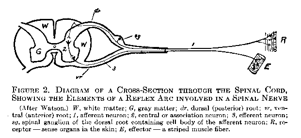 Figure 2 Diagram of a Cross Section Through the Spinal Cord