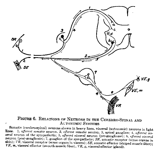 Figure 6 Relations of Neurons in the Cerebro-Spinal and Autonomic Systems