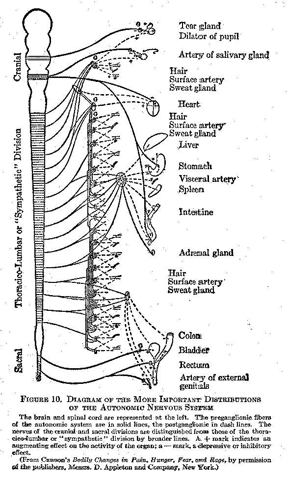 Figure 10 Diagram of the More Important Distributions of the Autonomic Nervous System