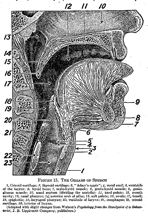 Figure 15. The Organs of Speech