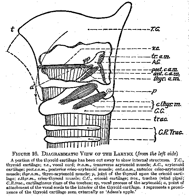 Figure 16 Diagrammatic View of the larynx