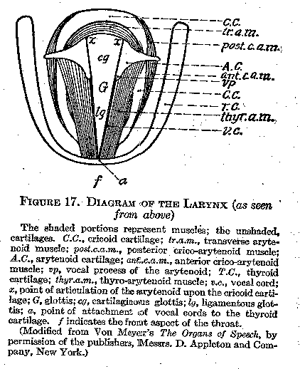 Figure 17, Diagram of the Larynx