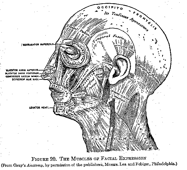 Figure 20. The Muscles of Facial Expression