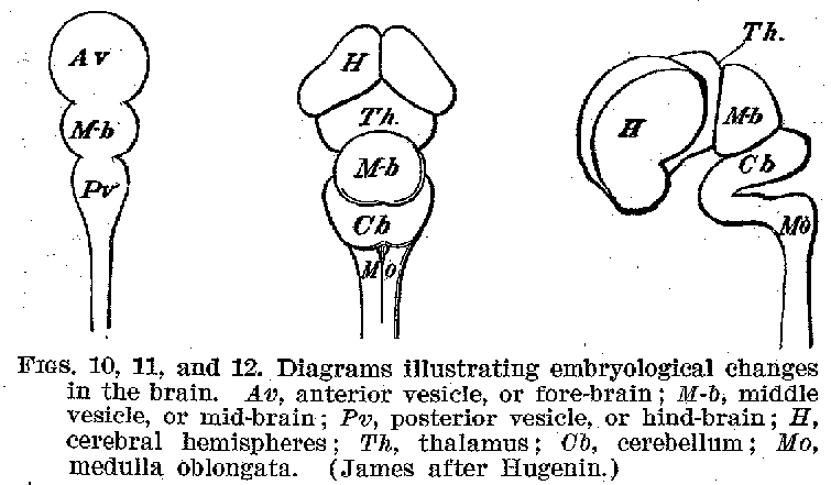 FIGS. 10, 11, and 12. Diagrams illustrating embryological changes in the brain. Av, anterior vesicle, or fore-brain; M-b, middle vesicle, or mid-brain; Pv, posterior vesicle, or hind-brain; H, cerebral hemispheres; Th, thalamus; Cb, cerebellum; Mo, medulla oblongata. (James after Hugenin.)