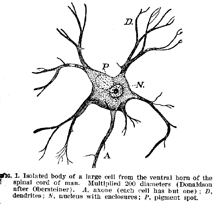 FIG. 1. Isolated body of a large cell from the ventral horn of the spinal cord of man. Multiplied 200 diameters (Donaldson after Obersteiner). A, axone (each cell has but one) ; D, dendrites; N, nucleus with enclosures; P, pigment spot.