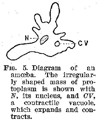 FIG. 5. Diagram of an amoeba. The irregularly shaped mass of protoplasm is shown with N, its nucleus, and CV, a contractile vacuole, which expands and contracts.
