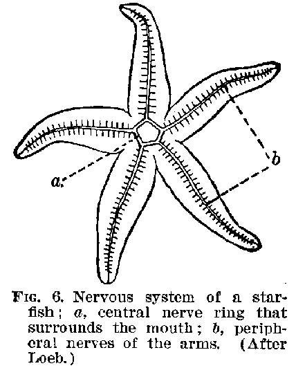 FIG. 6. Nervous system of a starfish; a, central nerve ring that surrounds the mouth; b, peripheral nerves of the arms. (After Loeb.)