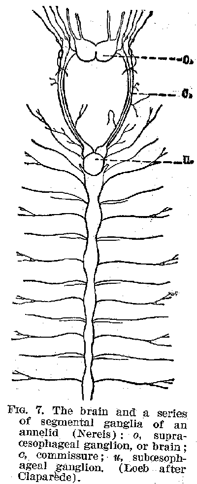 FIG. 7. The brain and a series of segmental ganglia of an annelid (Nereis) : o, supraoesophageal ganglion, or brain; c, commissure; u, suboesophageal ganglion. (Loeb after Claparde).