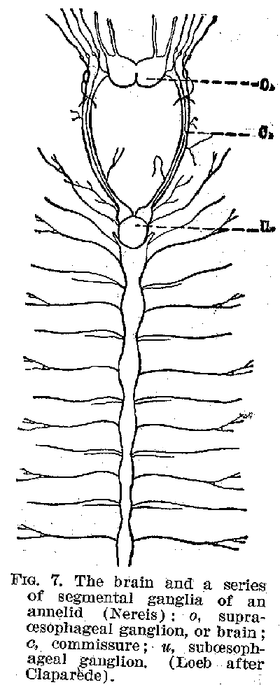 FIG. 7. The brain and a series of segmental ganglia of an annelid (Nereis) : o, supraoesophageal ganglion, or brain; c, commissure; u, suboesophageal ganglion. (Loeb after Clapar�de).