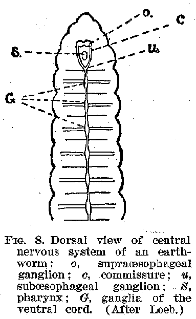 FIG. 8. Dorsal view of central nervous system of an earthworm; 0, supraoesophageal ganglion; c, commissure; u, suboesophageal ganglion; S, pharynx; G, ganglia of the ventral cord. (After Loeb.)