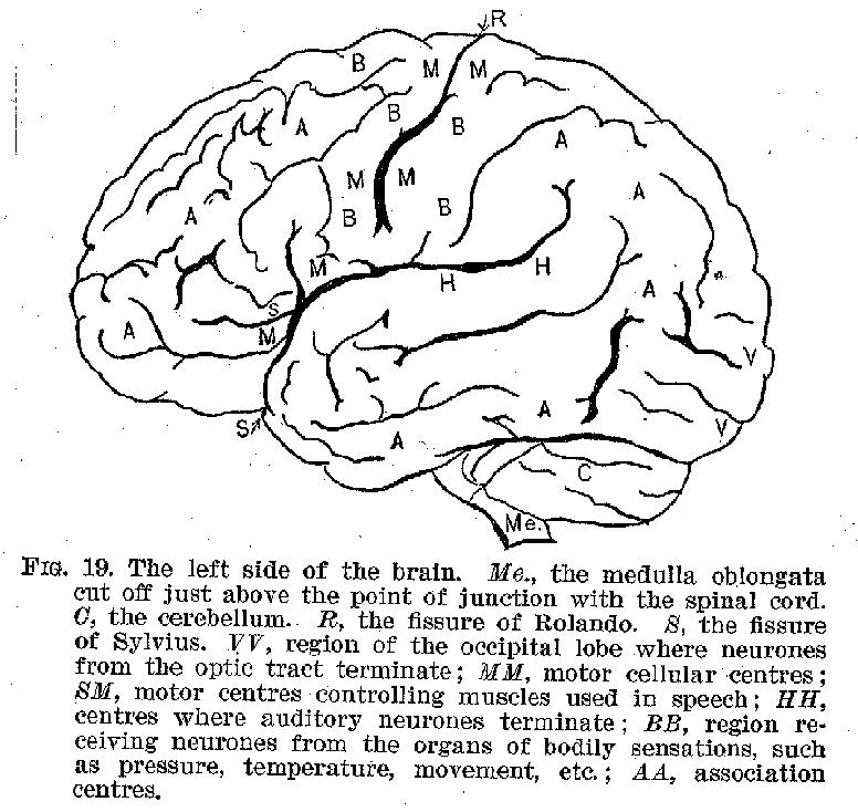 FIG. 19. The left side of the brain. Me., the medulla oblongata cut off just above the point of junction with the spinal cord. 0, the cerebellum. R, the fissure of Rolando. 8, the fissure of Sylvius. VV, region of the occipital lobe where neurones from the optic tract terminate; MM, motor cellular centres; SM, motor centres controlling muscles used in speech; HH, centres where auditory neurones terminate; BB, region receiving neurones from the organs of bodily sensations, such as pressure, temperature, movement, etc.; AA, association centres.
