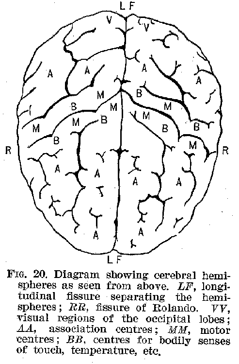 FIG. 20. Diagram showing cerebral hemispheres as seen from above. LF, longitudinal fissure separating the hemispheres; RR, fissure of Rolando. VV, regions of the occipital lobes; AA, association centres; MM, motor centres; BB, centres for bodily senses of touch, temperature, etc.