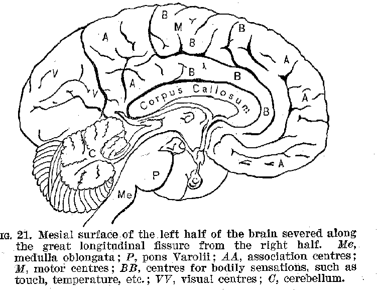 FIG. 21. Mesial surface of the left half of the brain severed along the great longitudinal fissure from the right half. Me, medulla oblongata; P, pons Varolli; AA, association centres; M, motor centres; BB, centres for bodily sensations, such as touch, temperature, etc; VV, visual centres; C, cerebellum.