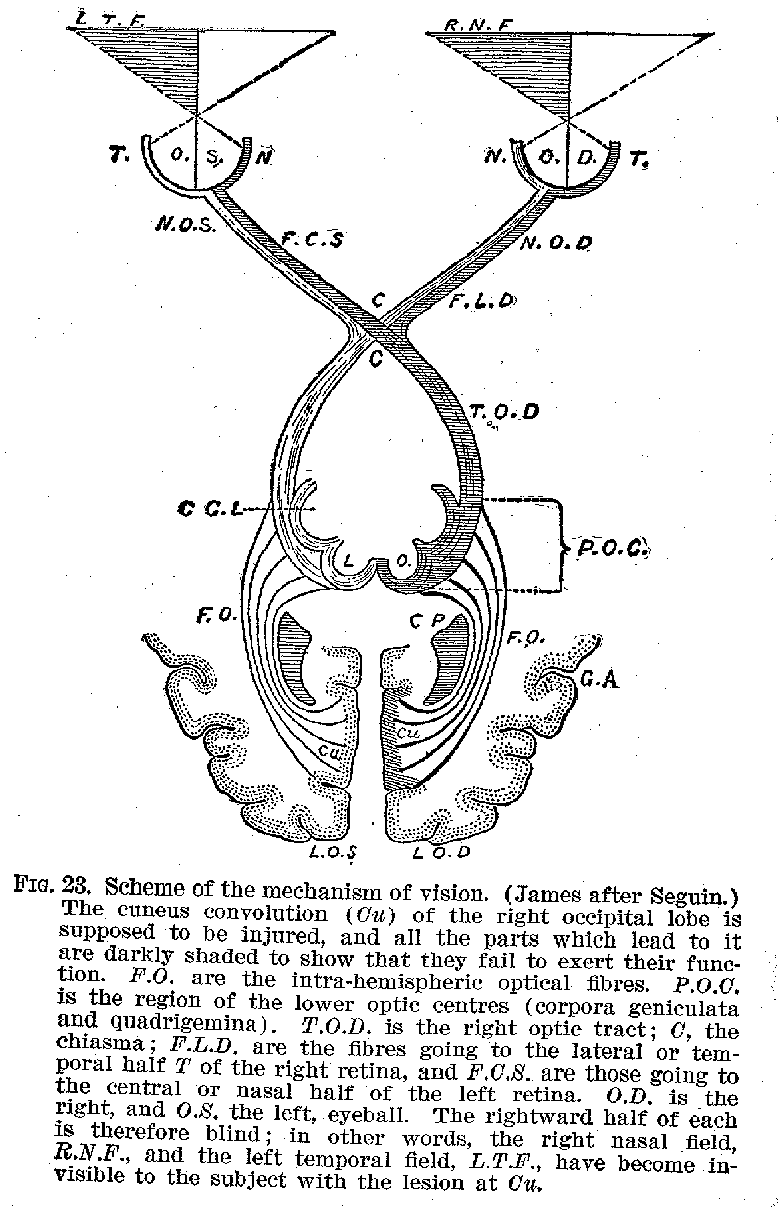 FIG. 23. Scheme of the mechanism of vision. (James after Seguin.) The cuneus convolution (Cu) of the right occipital lobe is supposed to be injured, and all the parts which lead to it are darkly shaded to show that they fail to exert their function. F.O. are the intra-hemispheric optical fibres. P.O.C. is the region of the lower optic centres (corpora geniculata and quadrigemina). T.O.D. is the right optic tract; C, the chiasma; F.L.D. are the fibres going to the lateral or temporal half T of the right retina, and F.C.S. are those going to the central or nasal half of the left retina. O.D. is the right, and O.S. the left, eyeball. The rightward half of each is therefore blind; in other words, the right nasal field, R.N.F., and the left temporal field, L.T.F., have become invisible to the subject with the lesion at Cu.