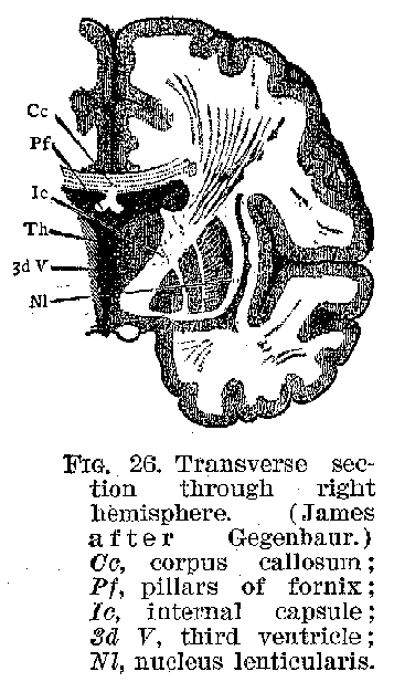 FIG. 26. Transverse section through right hemishere. (James after Gegenbaur.) Cc, corpus callosum; Pf, pillars of fornix; Ic, internal capsule; 3d V, third ventricle; Nl, nucleus lenticularis.