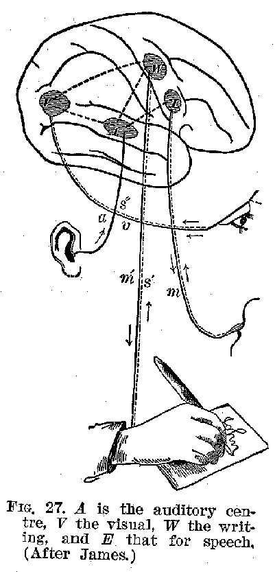 FIG. 27. A is the auditory centre, V the visual, W the writIng, and E that for speech. (After James.)