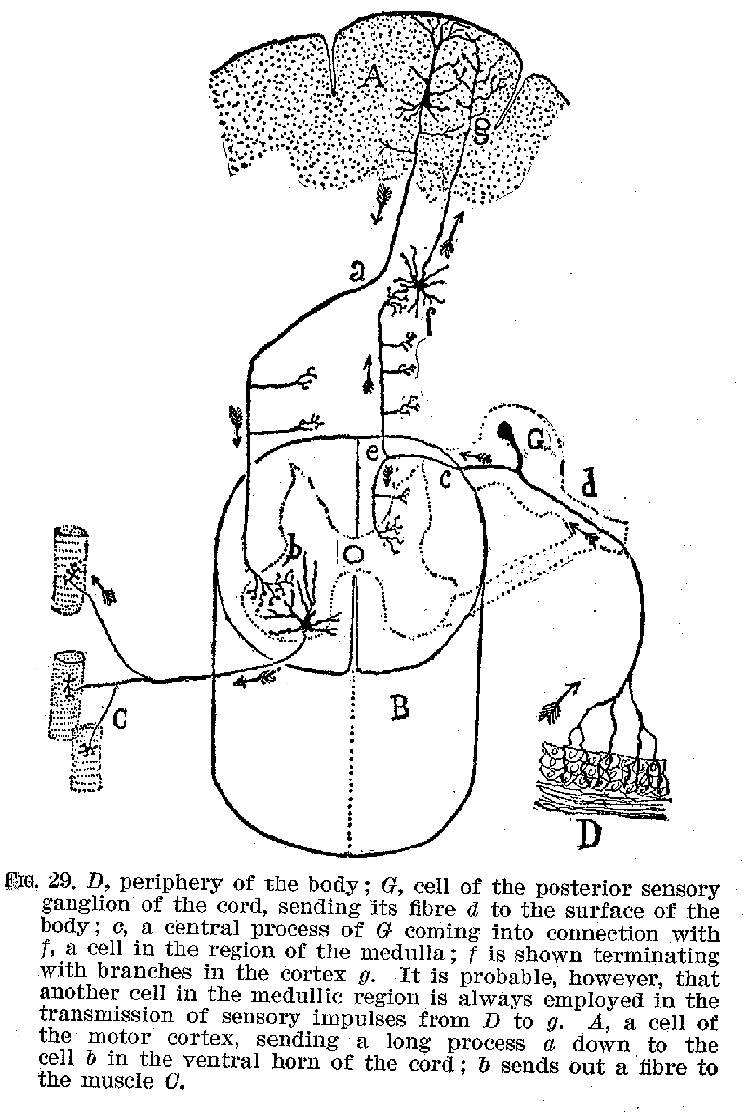 FIG. 29. D, periphery of the body; G, cell of the posterior sensory ganglion of the cord, sending its fibre d to the surface of the body; c, a central process of G coming into connection with f, a cell in the region of the medulla; f is shown terminating with branches in the cortex q. It is probable, however, that another cell in the medullic region is always employed in the transmission of sensory impulses from D to g. A, a cell of the motor cortex, sending a long process a down to the cell b in the ventral horn of the cord; b sends out a fibre to the muscle C.