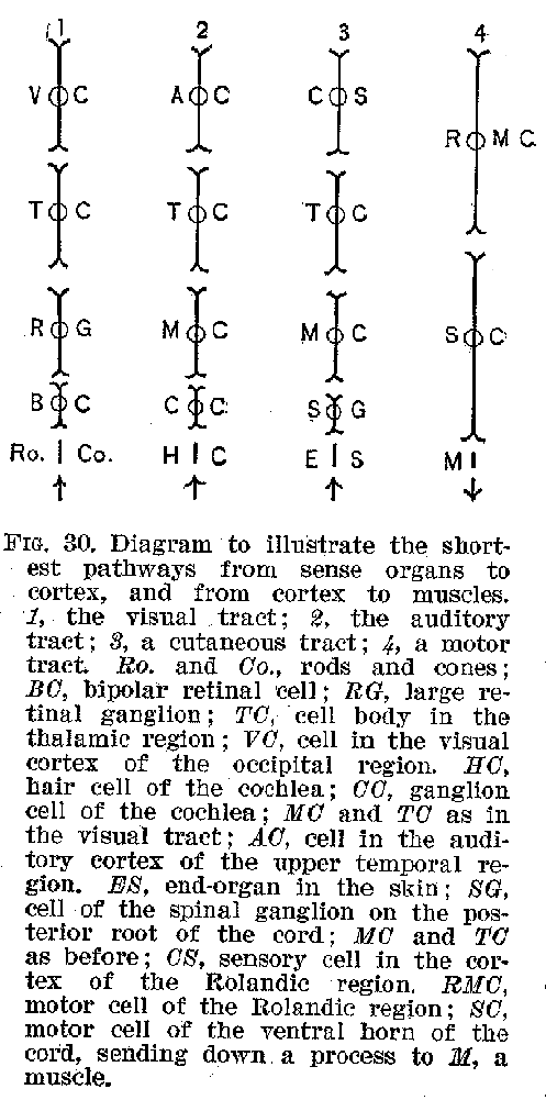 FIG. 30. Diagram to illustrate the shortest pathways from sense organs to cortex, and from cortex to muscles. 1, the visual tract; 2, the auditory tract; 3, a cutaneous tract; 4, a motor tract. Ro. and Co., rods and cones; BC, bipolar retinal cell; RG, large retinal ganglion; TC, cell body in the thalamic region; VC, cell in the visual cortex of the occipital region. HC, hair cell of the cochlea; CC, ganglion cell of the cochlea; MC and TC as in the visual tract; AC, cell in the auditory cortex of the upper temporal region. ES, end-organ in the skin; SG, cell of the spinal ganglion on the posterior root of the cord: MC and TC as before; CS, sensory cell in the cortex of the Rolandic region. R-11C, motor cell of the Rolandic region; SC, motor cell of the ventral horn of the cord, sending down a process to M, a muscle.