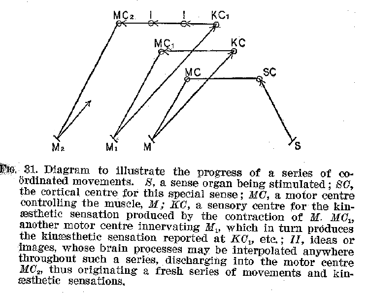 FIG. 31. Diagram to illustrate the progress of a series of coordinated movements. 8, a sense organ being stimulated; SC, the cortical centre for this special sense; MC, a motor centre controlling the muscle, M; KC, a sensory centre for the kinaesthetic sensation produced by the contraction of M. MC,, another motor centre innervating M1, which in turn produces the kinaesthetic sensation reported at KC,, etc. ; II, ideas or images, whose brain processes may be interpolated anywhere throughout such a series, discharging into the motor centre MC., thus originating a fresh series of movements and kinaethetic sensations.
