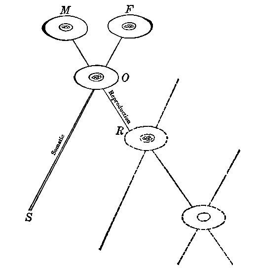 relation of reproductive cells