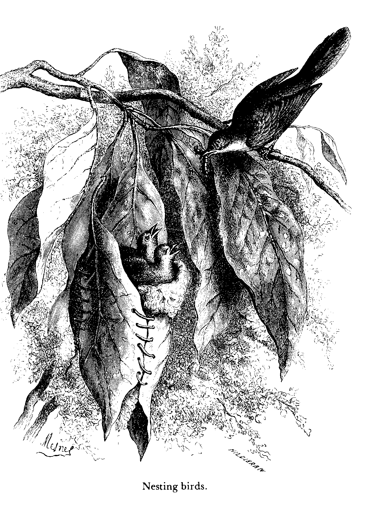 nesting birds