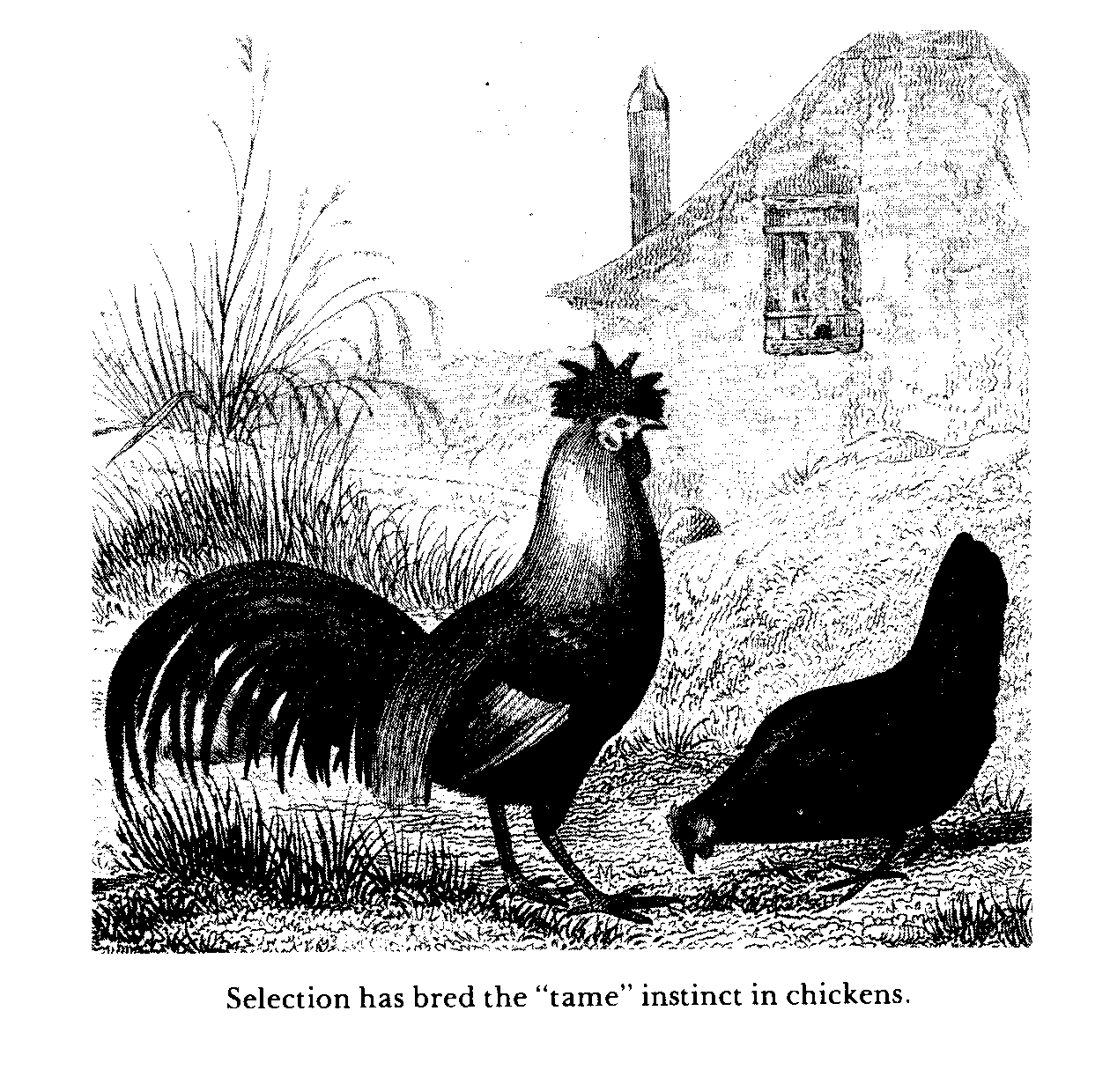 Selection has bread the tame instinct in chickens