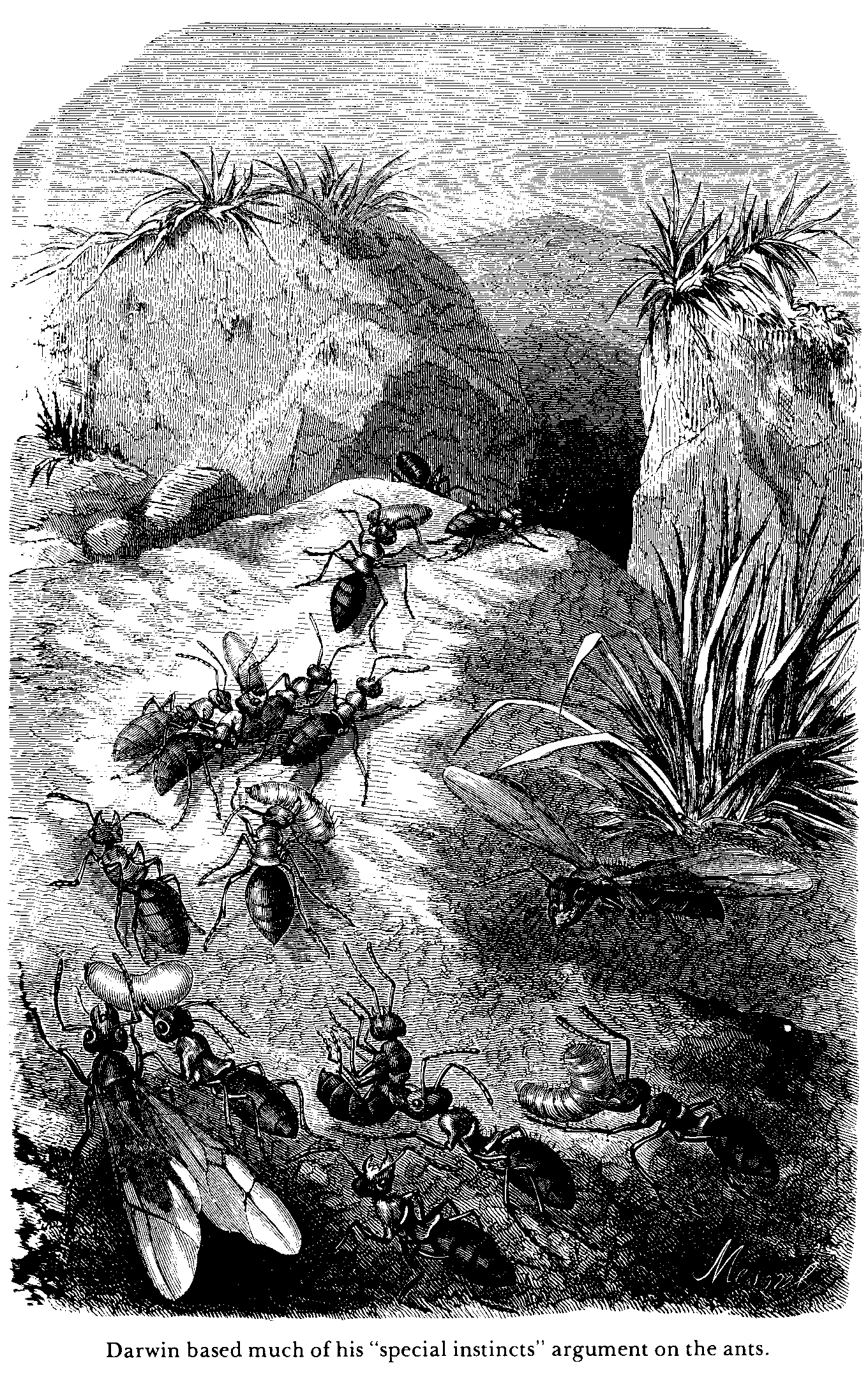 Darwin based much of his special instincts argument on the ants