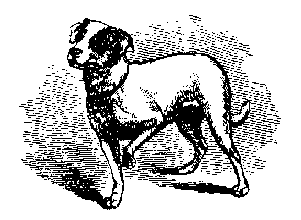 Image of an attentive dog