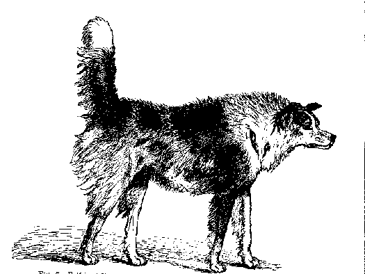 Fig. 7. -- Half-bred Shepherd Dog in the same state as in Fig. 5.