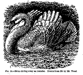 darwin4c.gif (8324 bytes)