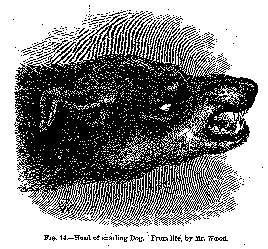 Image of head of snarling dog