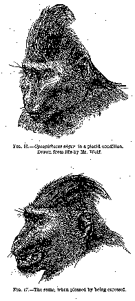 Two images of a baboon