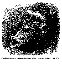Image of Chimpanzee disappointed and sulky