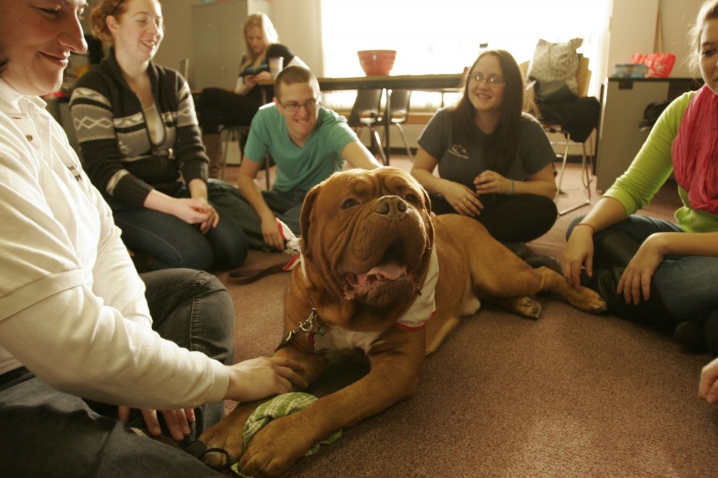 Puppy Room Kruz, a four-year-old French Mastiff, hams it up for students in the puppy room.