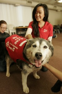 therapy-dogs The puppy room returns to Brock March 19, April 2 and April 16 at the Kenmore Centre.
