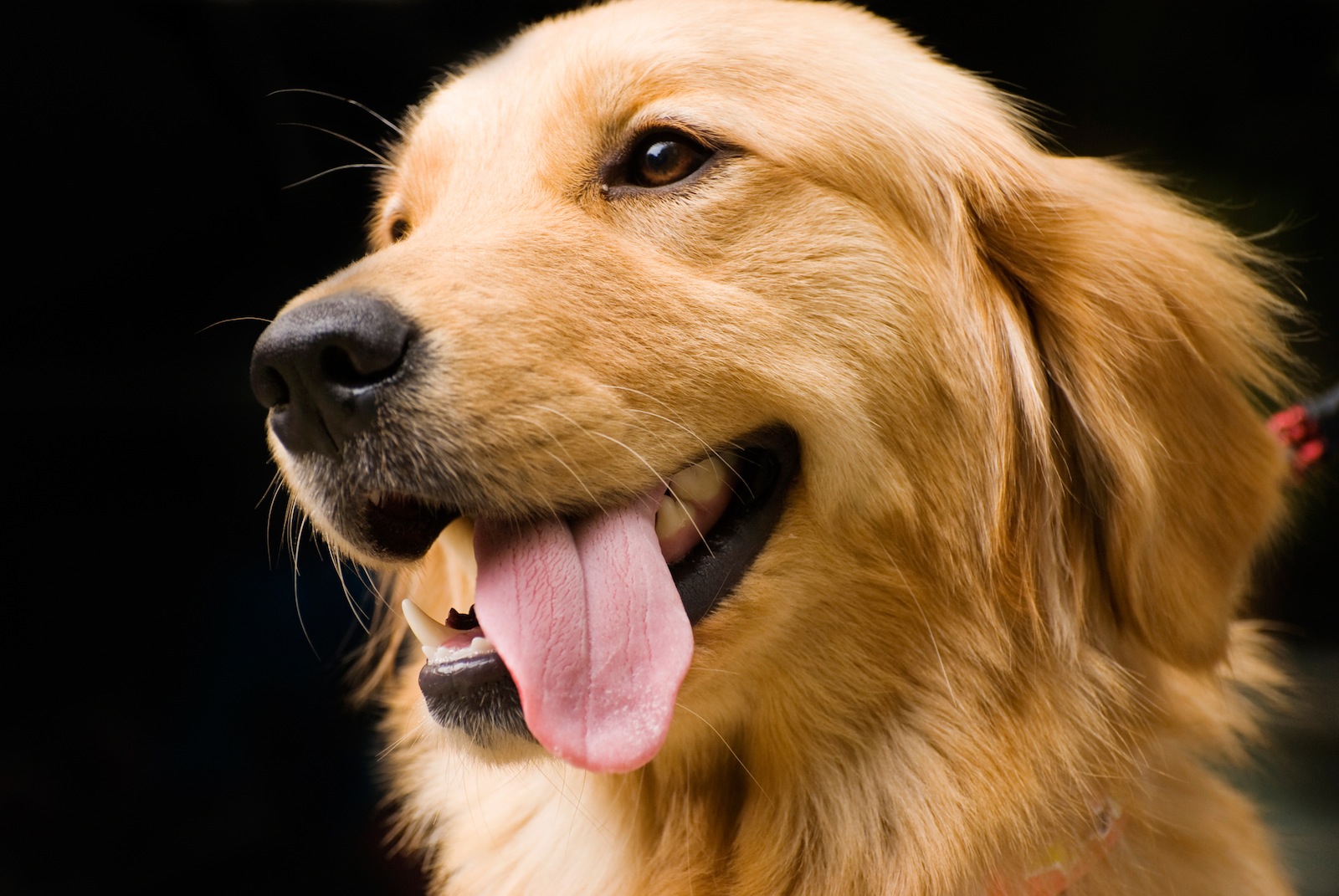 research-team-seeks-golden-retriever-owners-for-study-the-brock-news